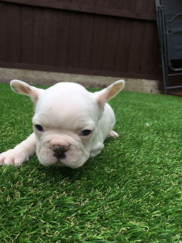 Bellissime Cuccioli di bulldog francese