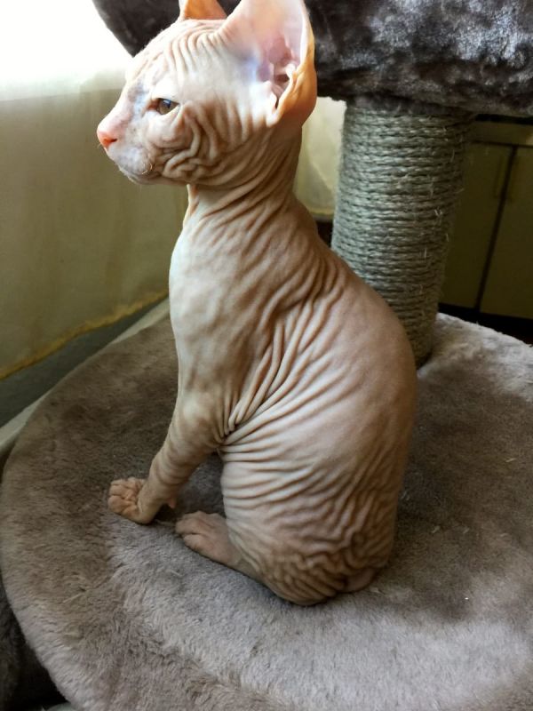 Molto bella e sani gattini Sphynx  per adozione maschi e femmine disponibili (gratis) 
