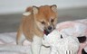 Clicca per ingrandire	Cuccioli Shiba Inu per una buona case...