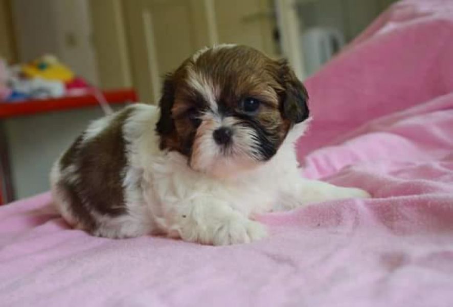  cuccioli di shih tzu per adozione ( regalo  )