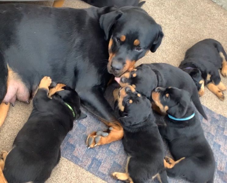 REGALO Cuccioli di rottweiler 1 femmine e un maschietto.