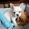 Disponibili cuccioli di bouledogue francese
