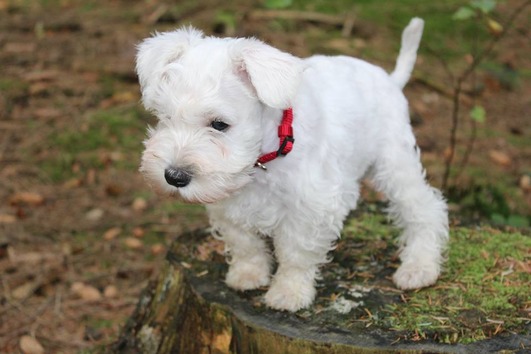 Regalo cuccioli schnauzer