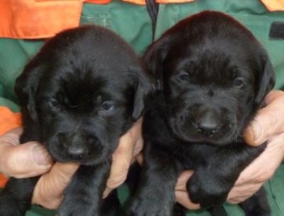 REGALO LABRADOR CUCCIOLI DISPONIBILI  LABRADOR CUCCIOLI DISPONIBILI stiamo annunciando al pubblico c