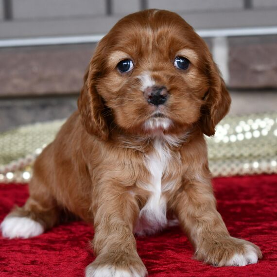 REGALO Cuccioli Coker Spaniel