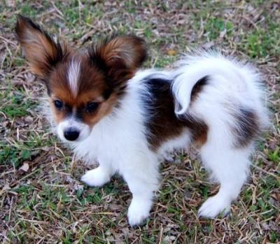   cuccioli di papillon  per adozione ( regalo  )