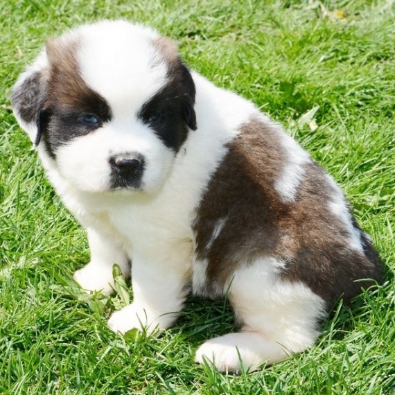  Regalo adorabili cuccioli san bernardo