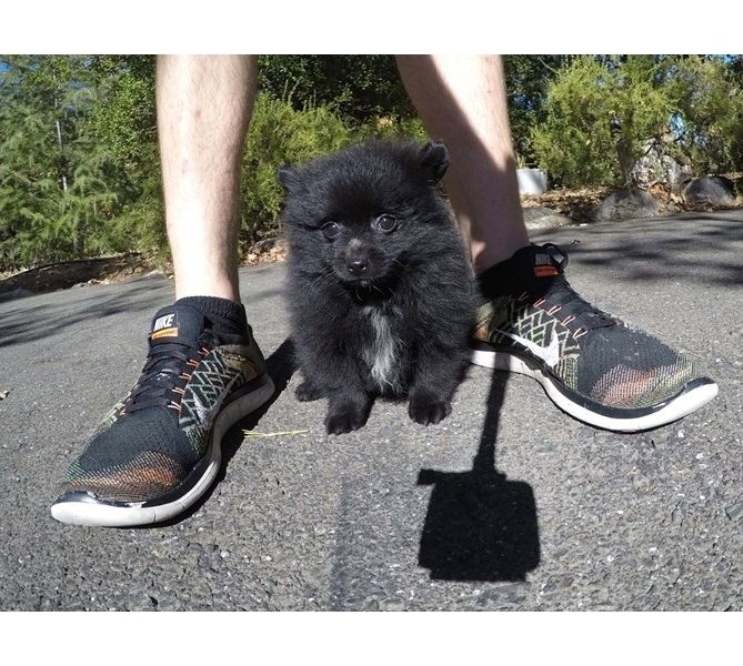 Regalo Volpini cuccioli di pomerania Piccoli