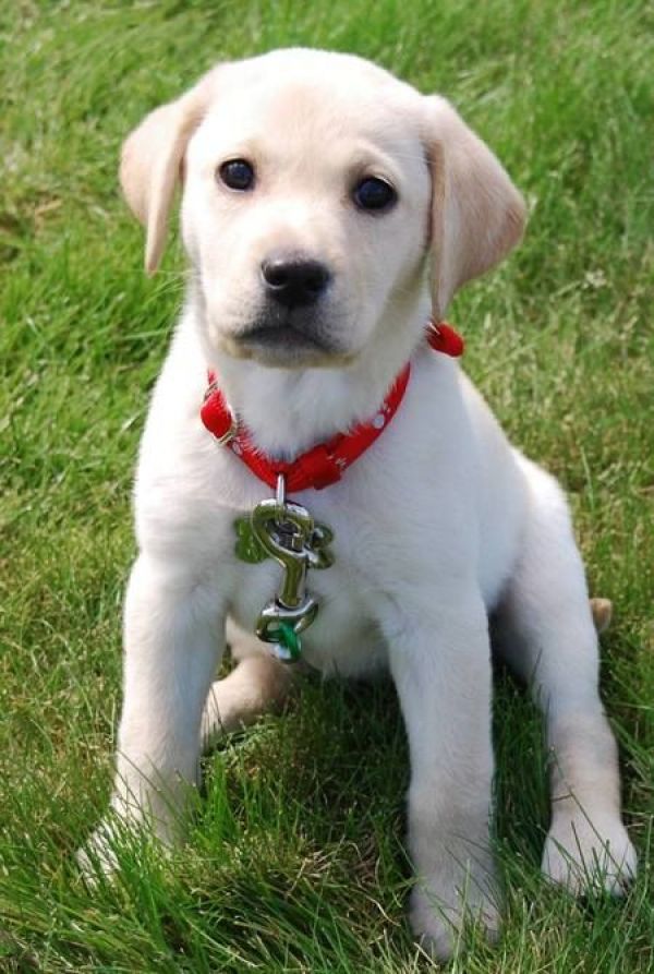 Regalo labrador