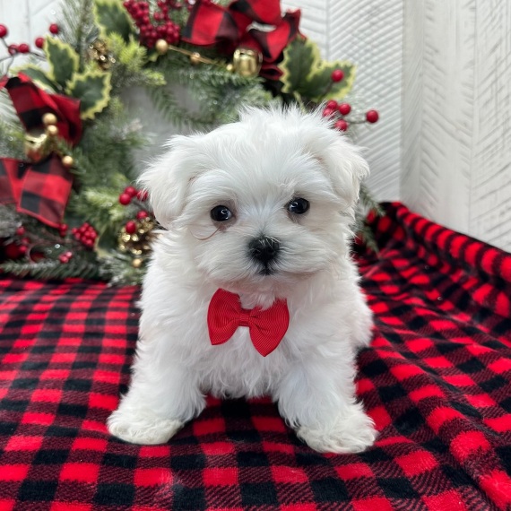 Regarlo Maltese cuccioli EMAIL (canine.boutique.pro@gmail.com)