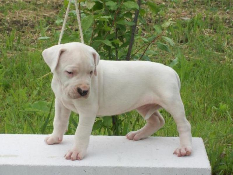 Regalo Dogo Argentino tutti miei nati in casa da genitori sempre di mia propriet� e tranquillamente 