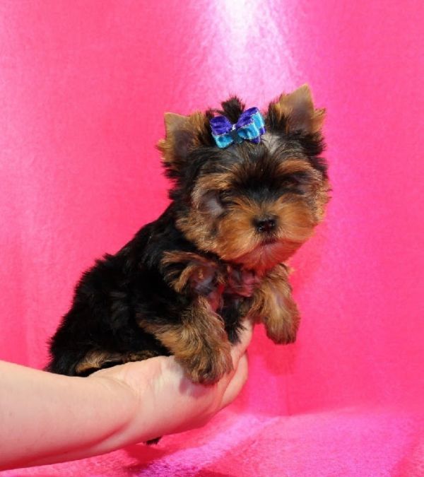 Bellissimi cuccioli di Mini Yorkshire Terrier