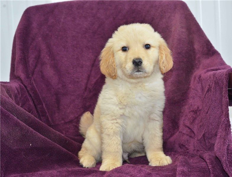 Regalo Cuccioli di Golden retriever in pronta consegna