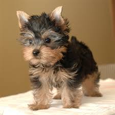 Adorabili yorkshire terrier cuccioli mini disponibili