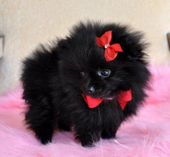Regalo bianchissimi cucciolini pomeranian