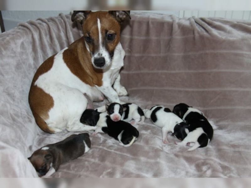 Regalo Jack Russell Terrier