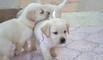 Cuccioli Labrador con PEDIGREE