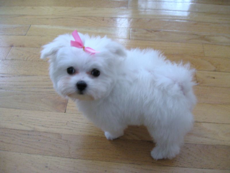 Adorabili cuccioli maltesi eccezionali
