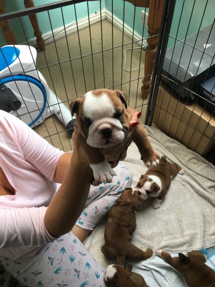 Regalo Bulldog inglese cuccioli disponibili