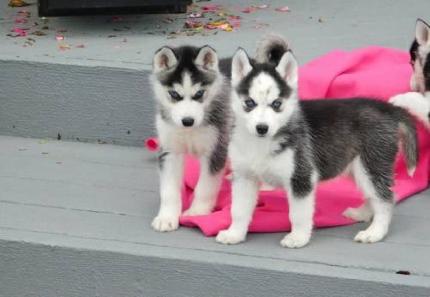 Regalo Cuccioli del husky siberiano