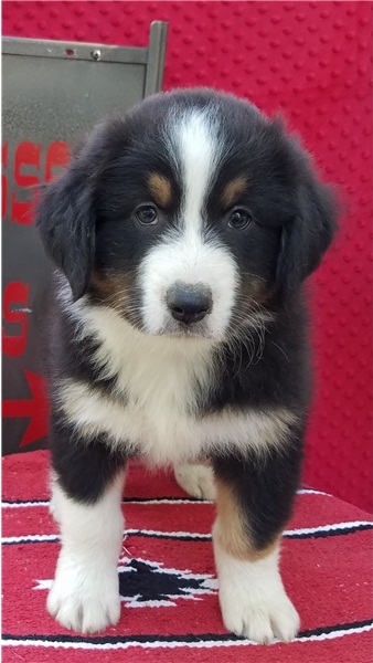 Disponibili cuccioli di pastore australiano per adozione i cuccioli verranno consegnati con microchi