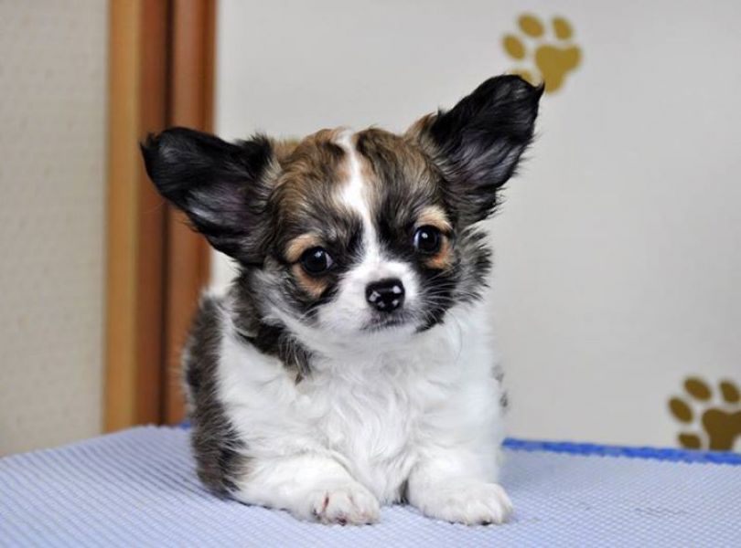  regalo cuccioli di chihuahua disponibili per l'adozione