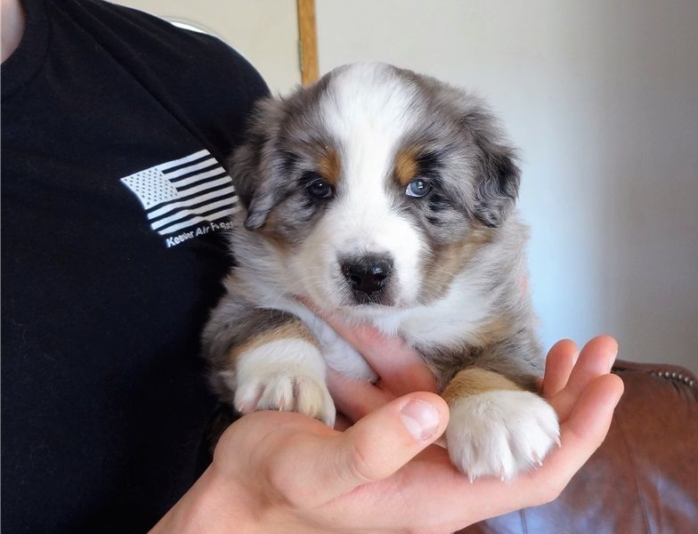  Regalo Cucciolo di Pastore australiano in pronta consegna i cuccioli verranno Dato dopo 90 giorni d