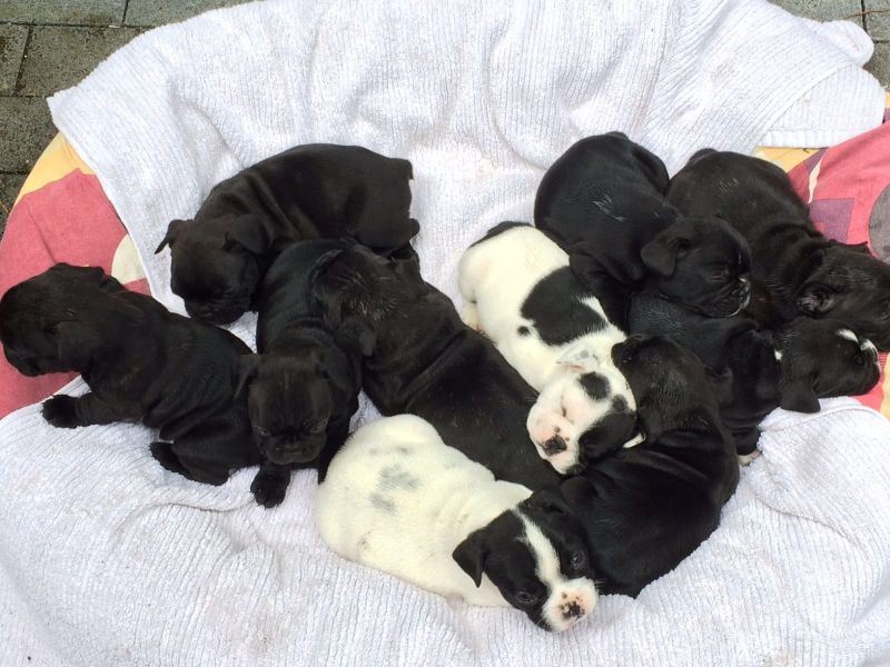 Cuccioli di razza bulldog francese per adozione 