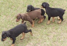  adorabili cuccioli di pinscher femminucce e maschietti disponibili per l'adozione cuccioli sono vac