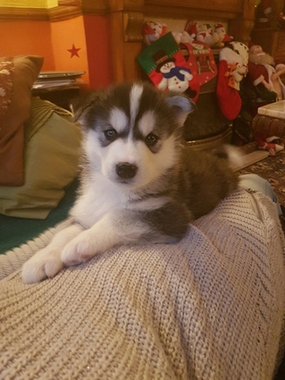 Regalo cuccioli di Siberian Husky