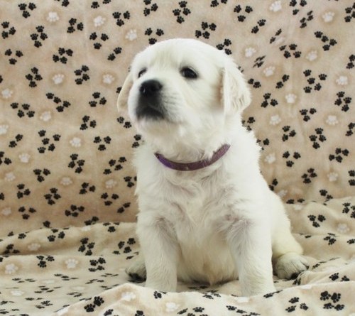 Bella e sani cuccioli di golden retriever per adozione 