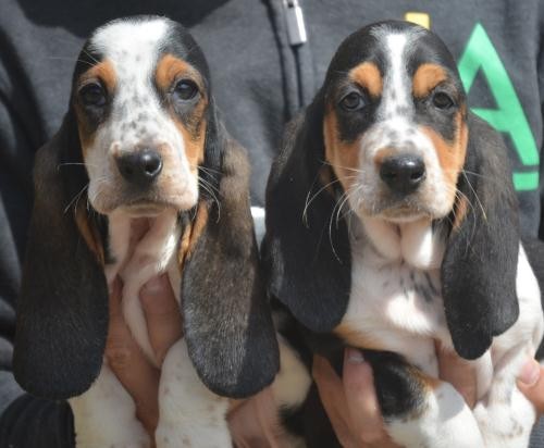 Cuccioli Basset