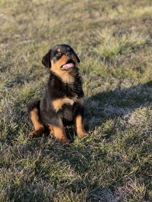 Rottweiler cuccioli introvabili cuccioli di Rottweiler intelligenti e dolcissimi attaccati al padron