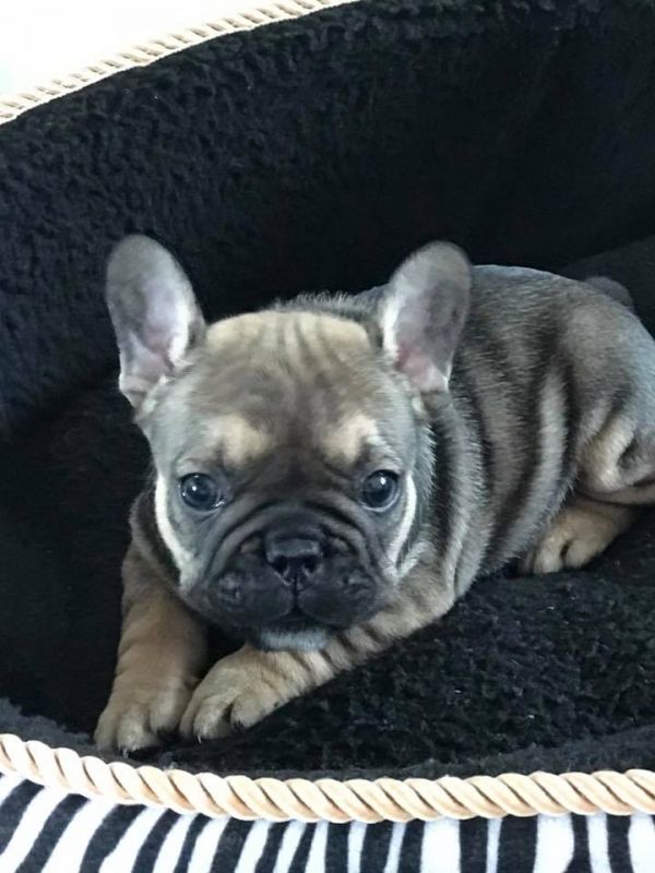 Molto bella e sani cuccioli di bulldog francese per adozione  