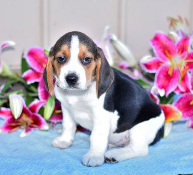 Regalo Cucciolo di Beagle in pronta consegna i cuccioli verranno Dato dopo 90 giorni dalla nascita, 