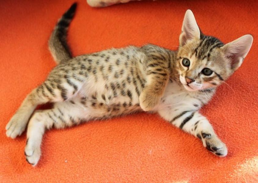  gattini Savannah   ( per regalo )