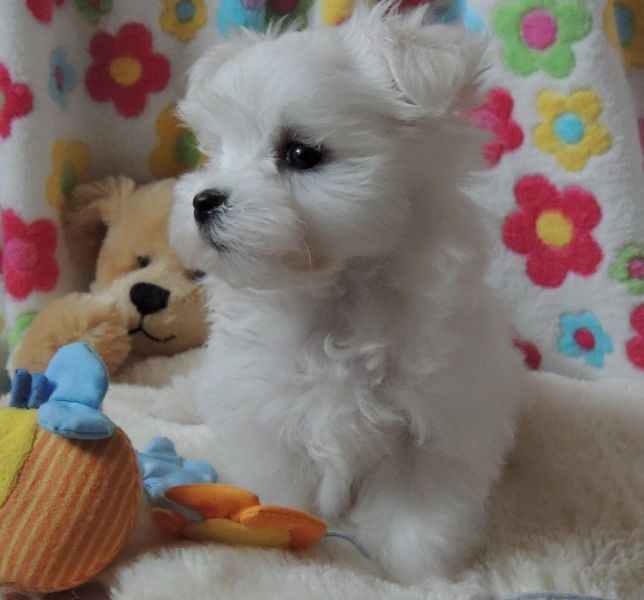 Dolce cuccioli di  maltese toy  in cerca di una nuova casa.