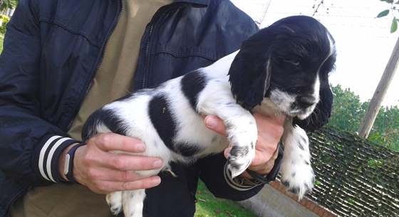 Cocker spaniel inglese cuccioli