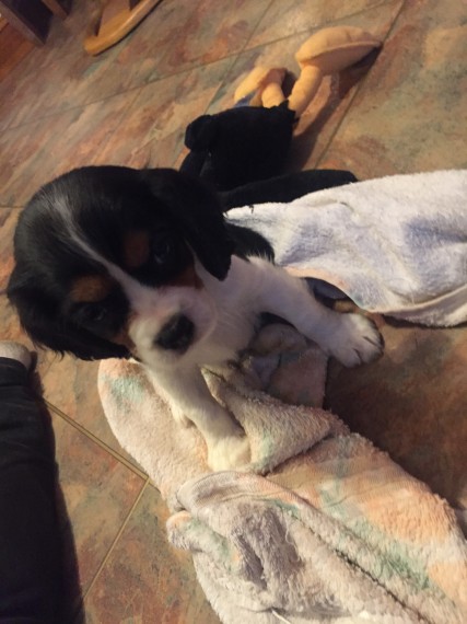 Cuccioli di cavalier king disponibili