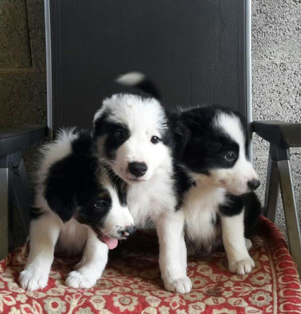  regalo cuccioli di border collie cuccioli disponibili per l'adozione