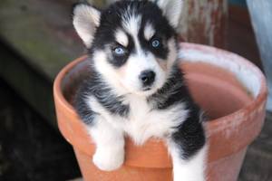 Fantastici cuccioli di siberian husky pronti