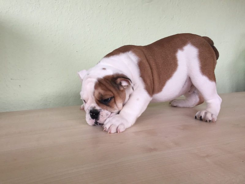  regalo cuccioli di bulldog inglese disponibili per l'adozione