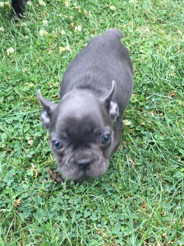  molto bella e sani cuccioli di bulldog francese per adozione  