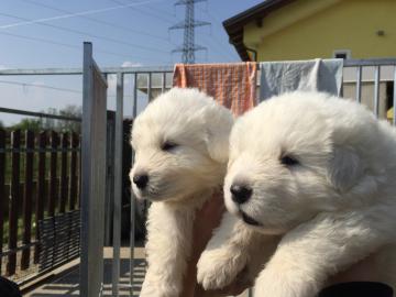 Cuccioli Pastore Maremmano Abruzzese