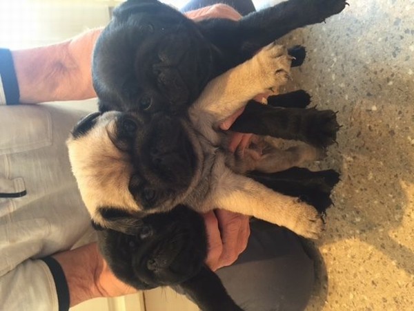 Disponibile cucciola carlino