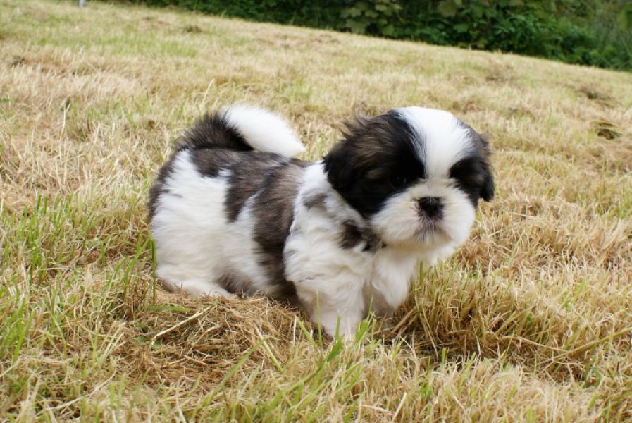 REGALO Cuccioli Shih Tzu