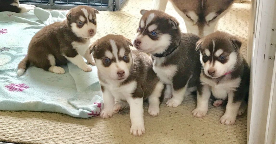Cuccioli di Husky siberiano