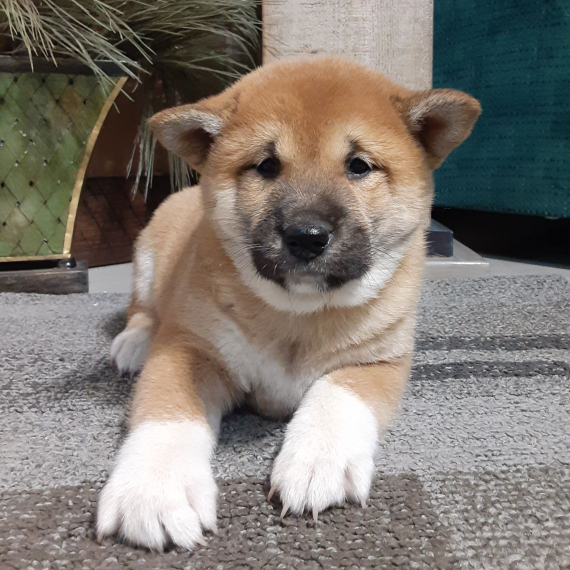 SHIBA INU cuccioli in adozione gratuiti