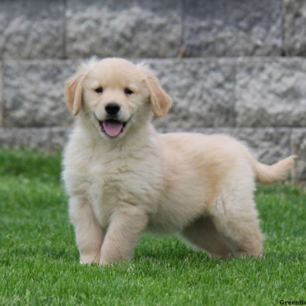 Cucciolo di Golden Retriever