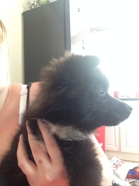 Regalo Volpini cuccioli di pomerania